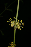 Cornus officinalis RCP4-10 070.jpg